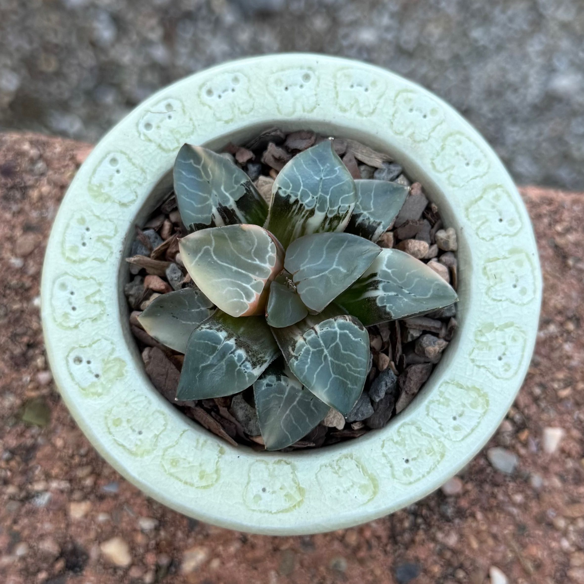 Photo of the plant species Haworthia bayeri by @HotKanna92 named H. Fire Phoenix on Greg, the plant care app