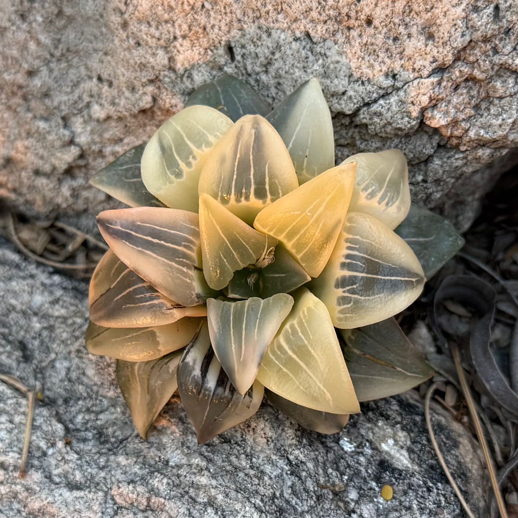 Photo of the plant species Haworthia magnifica by @HotKanna92 named H. Atrofusca on Greg, the plant care app