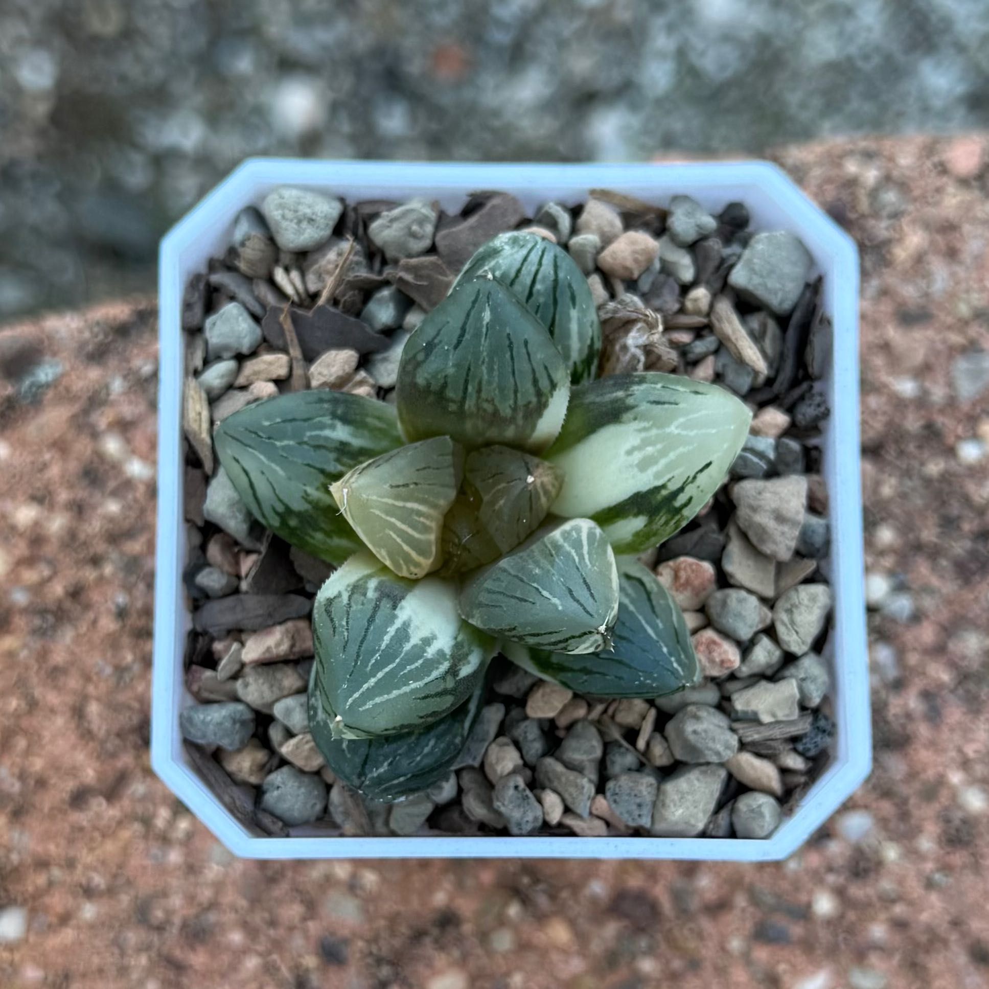 Photo of the plant species Haworthia 'Obtusa' by @HotKanna92 named H. Yutan Shoujin on Greg, the plant care app