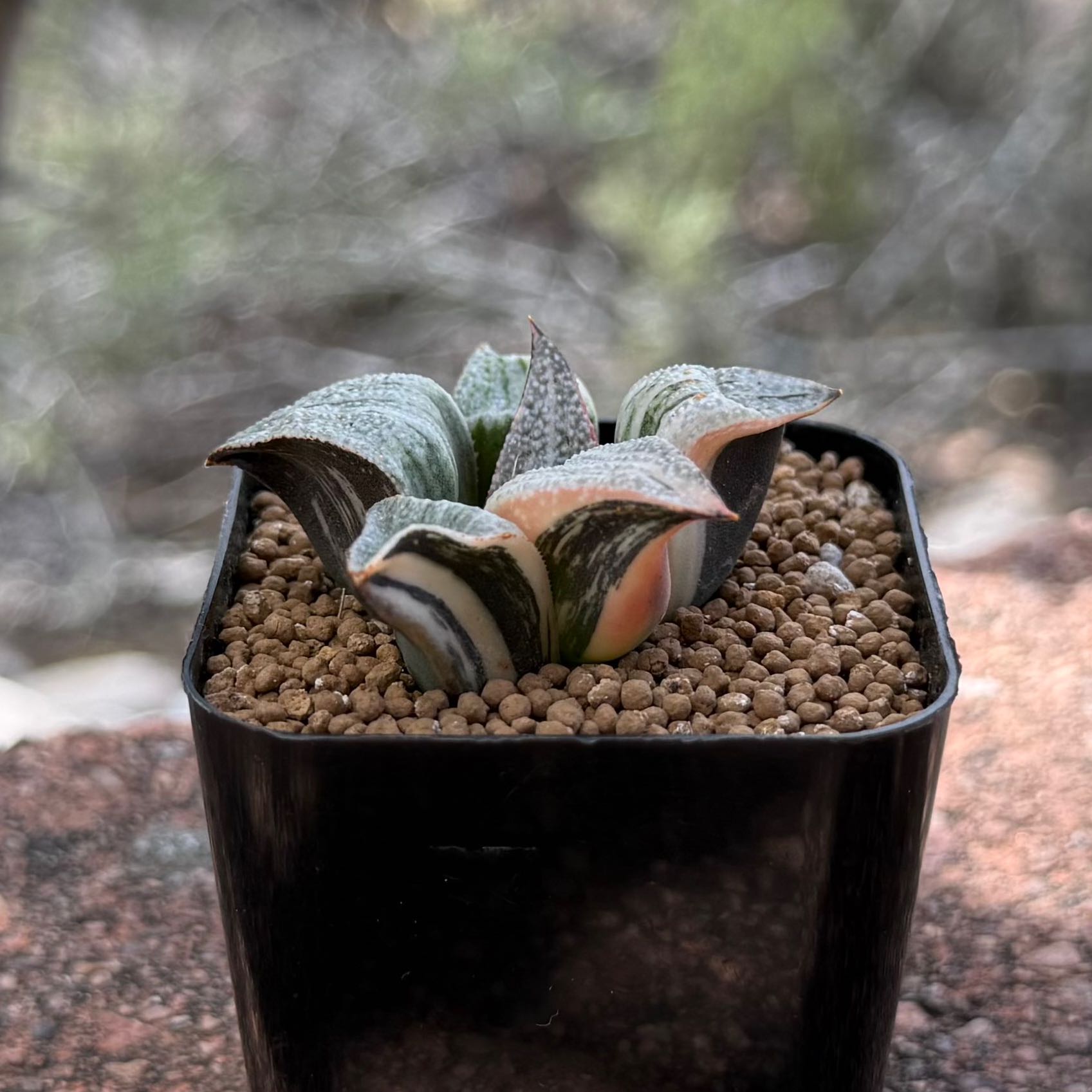 Photo of the plant species Haworthia splendens by @HotKanna92 named H. Taj Mahal on Greg, the plant care app