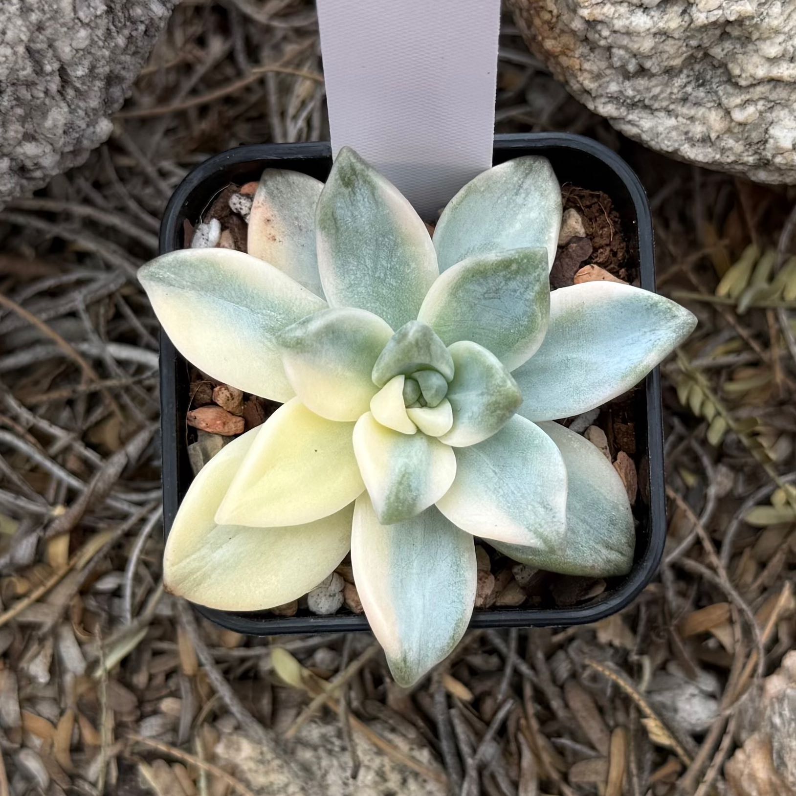 Photo of the plant species Graptosedum 'Ghosty' by @HotKanna92 named Gs. Ghosty on Greg, the plant care app