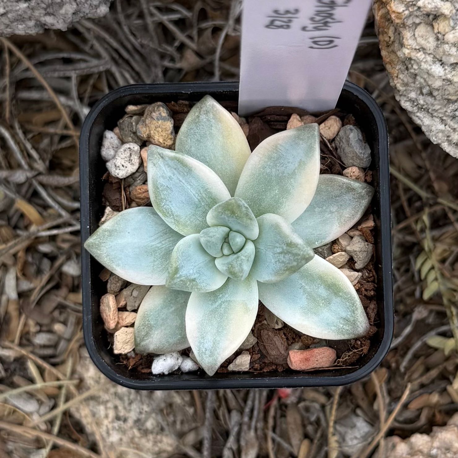 Photo of the plant species Graptosedum 'Ghosty' by @HotKanna92 named Gs. Ghosty on Greg, the plant care app