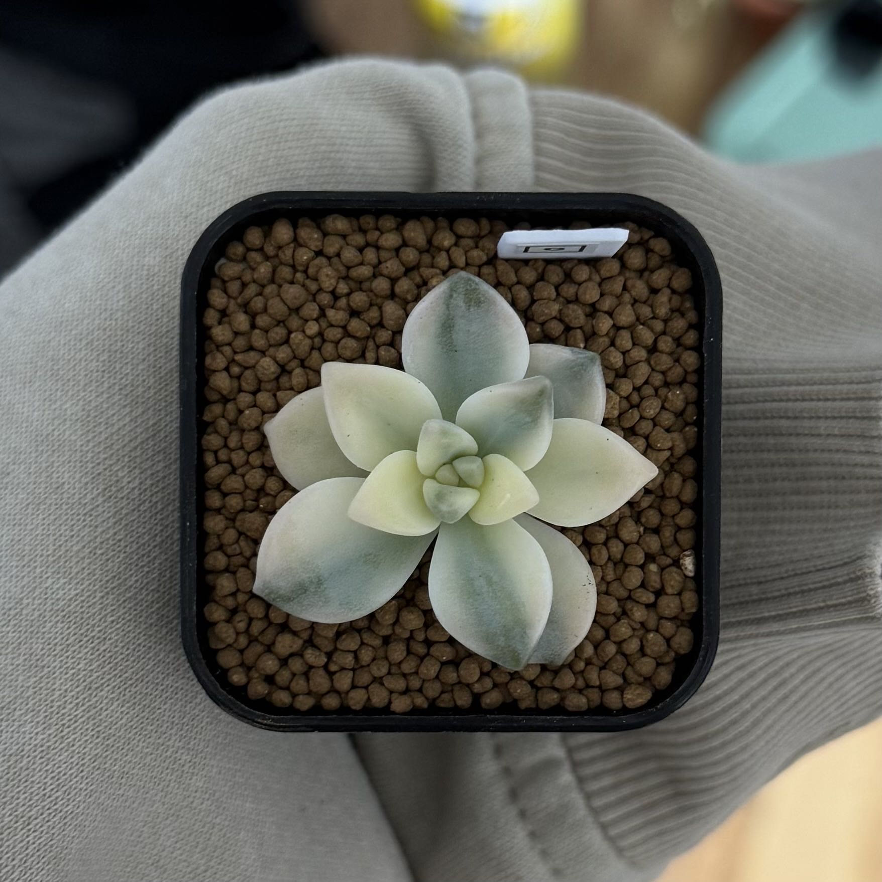 Photo of the plant species Graptosedum 'Ghosty' by @HotKanna92 named G. Ghosty on Greg, the plant care app