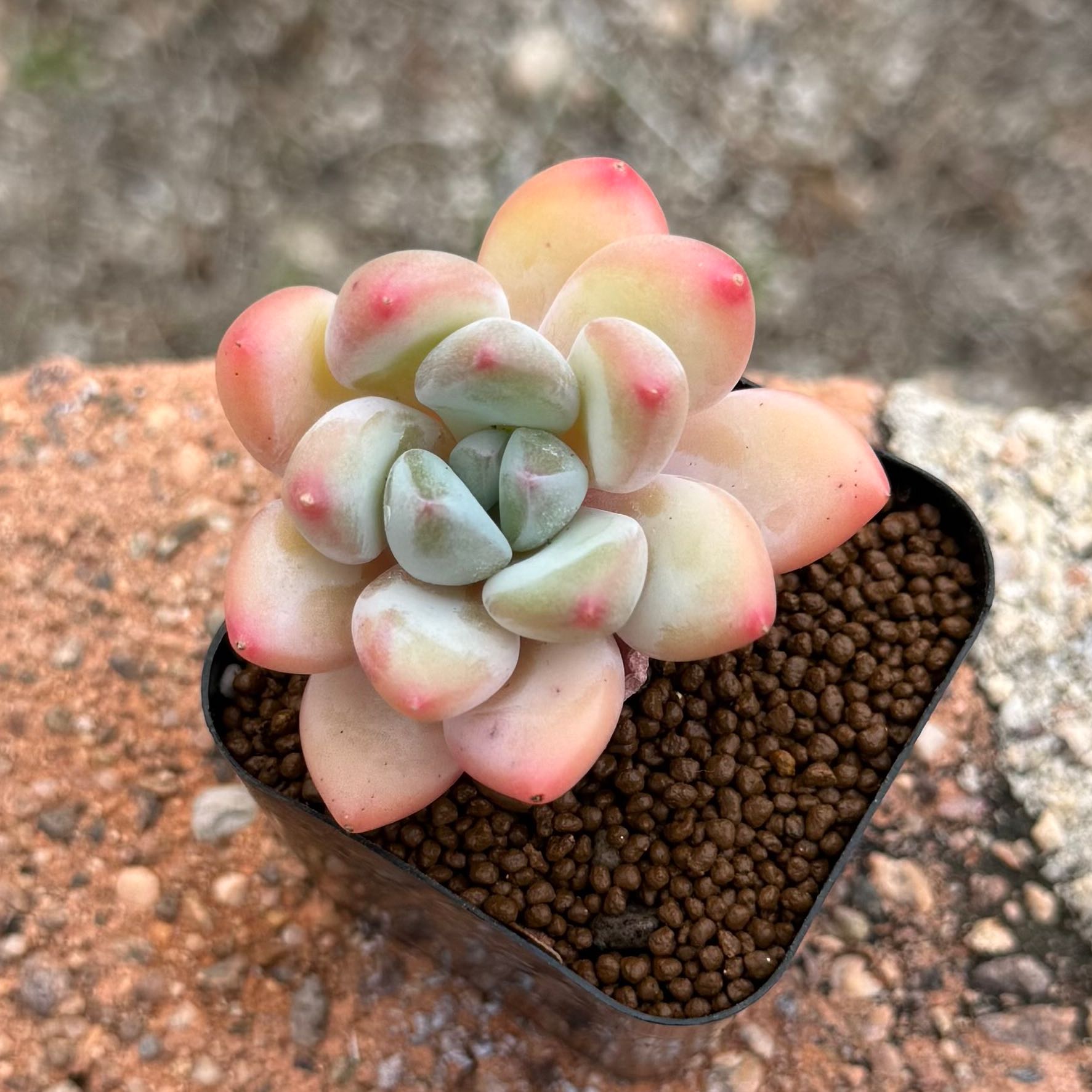Photo of the plant species Pachyveria by @HotKanna92 named Pv. sp on Greg, the plant care app