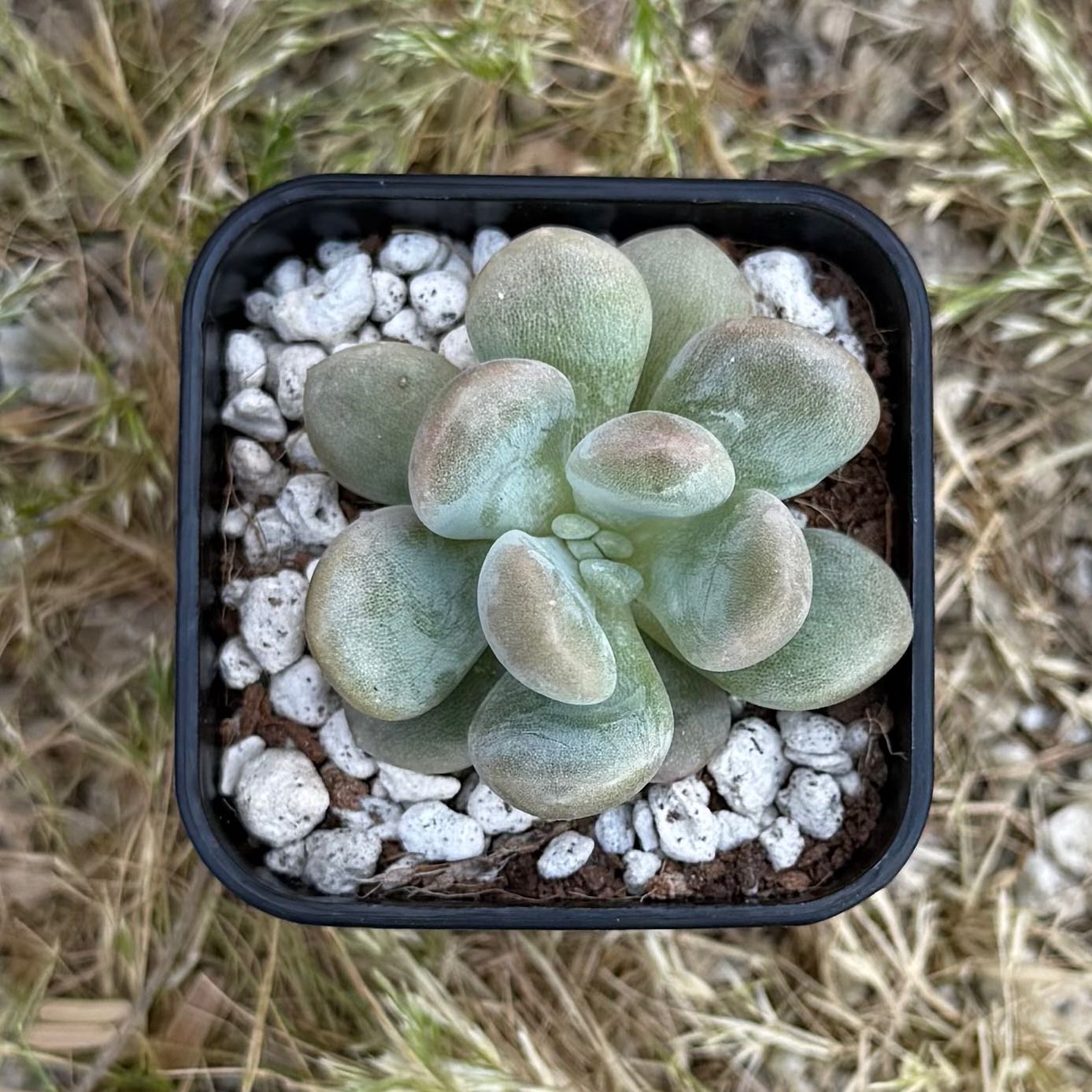 Photo of the plant species Assorted Graptoveria by @HotKanna92 named Gv. sp on Greg, the plant care app