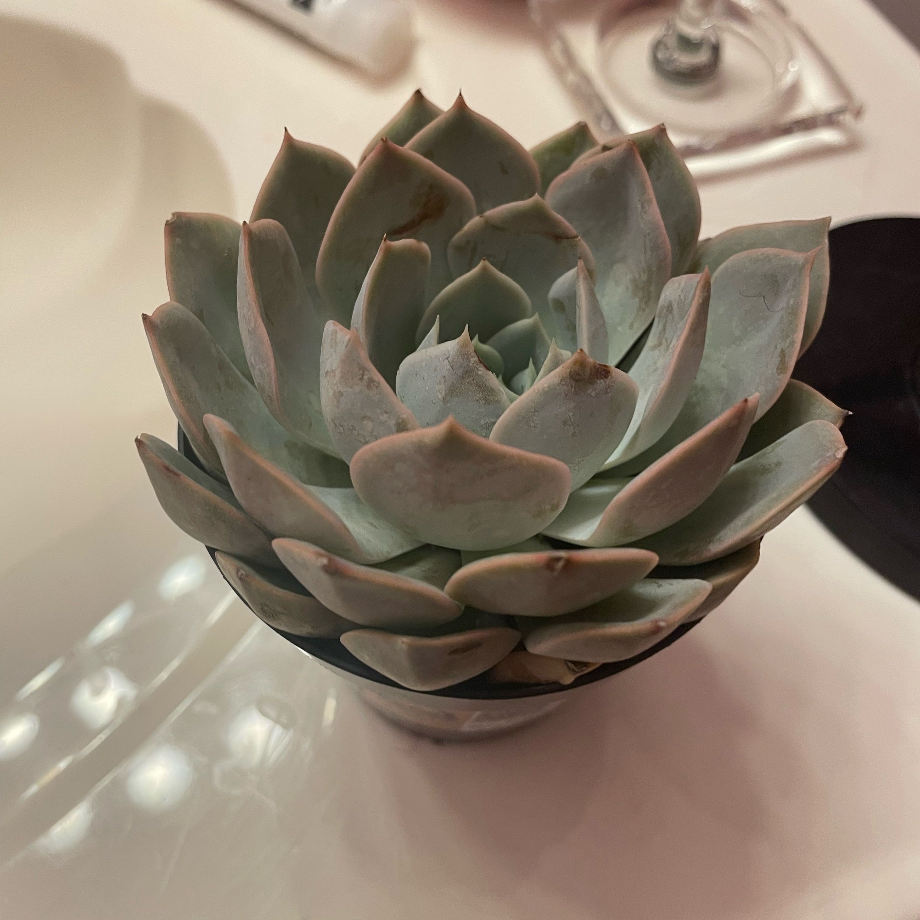 Photo of the plant species Echeveria 'Grande Cinza' by @YernBaneberry60 named Caitlyn on Greg, the plant care app
