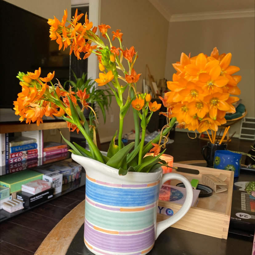 Sun Star plant with vibrant orange flowers in a colorful pitcher, placed on a table with household items in the background.