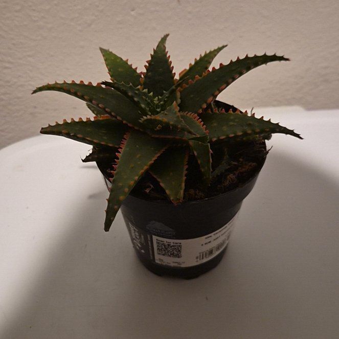 Photo of the plant species Aloe 'Christmas Sleigh' by @FunMonstera84 named Sahara on Greg, the plant care app
