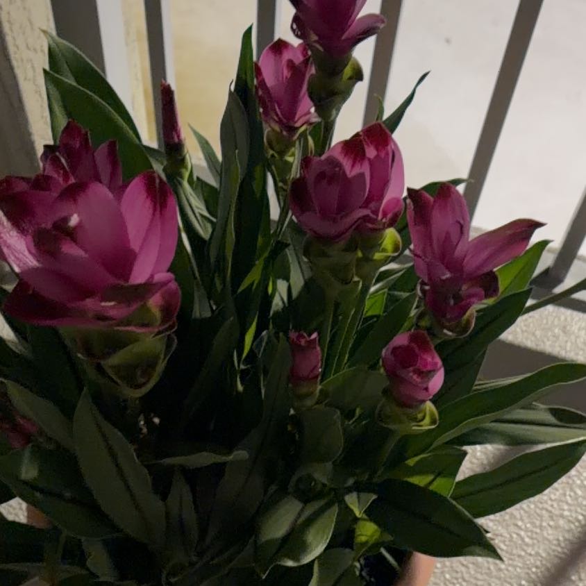 Photo of the plant species Flowering Ginger by @PetLime90 named Sigmund on Greg, the plant care app