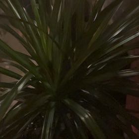 Photo of the plant species Magenta Dragon Tree by @PiquantChosmo27 named Pax on Greg, the plant care app