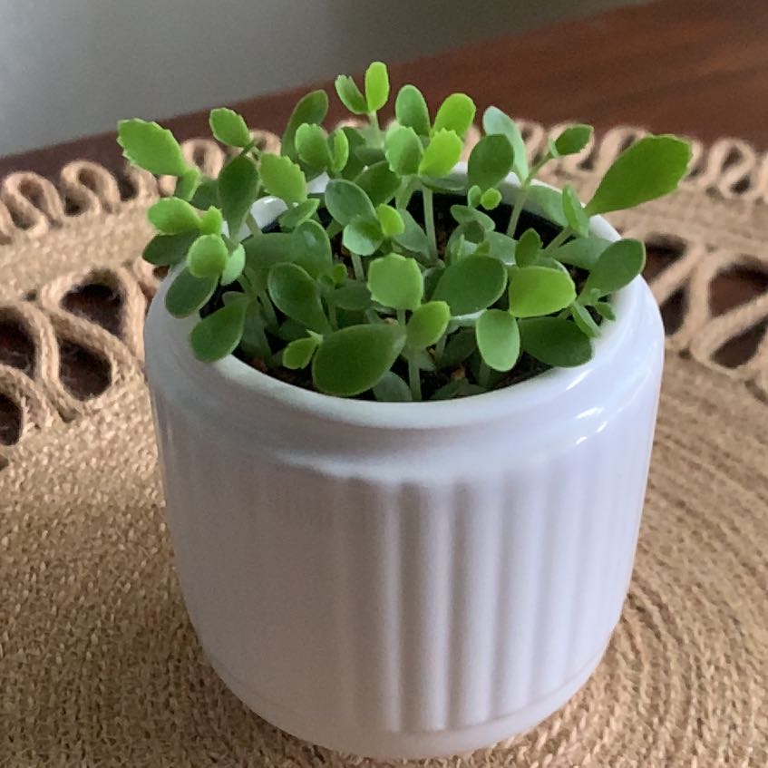 Photo of the plant species Mother of Millions by Erin named Dragon on Greg, the plant care app