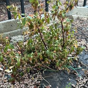 Photo of the plant species Rhododendron by @GladMoneytree36 named Marley on Greg, the plant care app