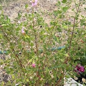 Photo of the plant species African mallow by @GladMoneytree36 named Duke on Greg, the plant care app