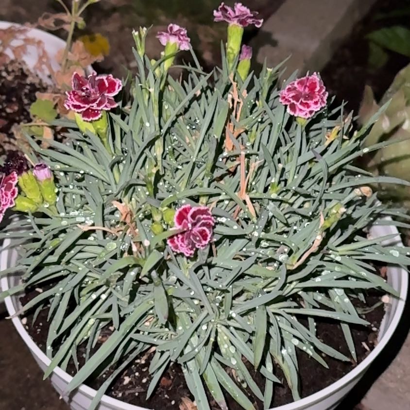 Photo of the plant species Dianthus Caryophyllus by @GladMoneytree36 named Marilyn on Greg, the plant care app