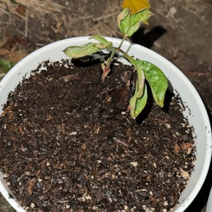 Photo of the plant species Paeonia 'Angel Cheeks' by @GladMoneytree36 named Denali on Greg, the plant care app