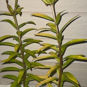 Photo of the plant species Easter Lily by @GladMoneytree36 named Remington on Greg, the plant care app