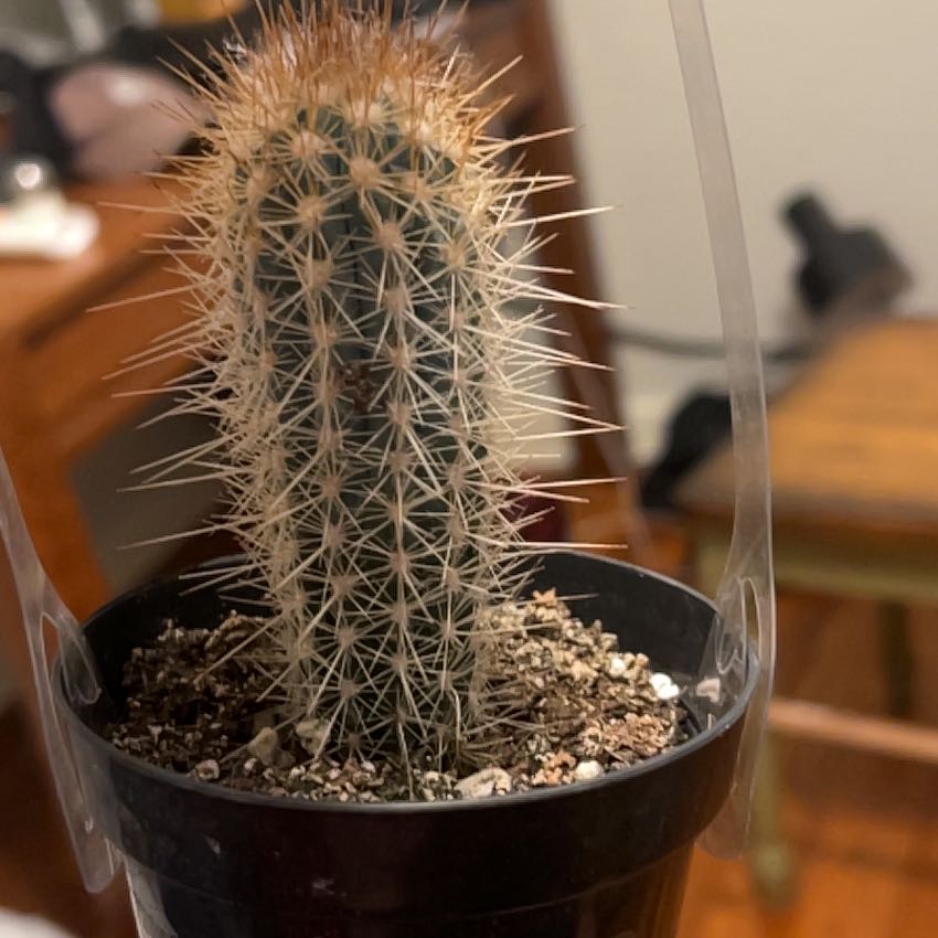 Photo of the plant species Pilosocereus baumii by @SentinelSedge59 named Oscar on Greg, the plant care app