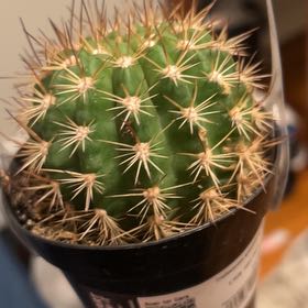 Photo of the plant species Trichocereus grandiflorus Hybrid by @SentinelSedge59 named Bella on Greg, the plant care app