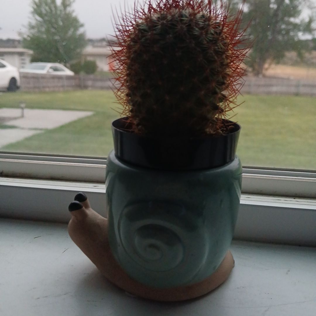 Photo of the plant species Rainbow Pincushion by @GracedCentro51 named Robert on Greg, the plant care app