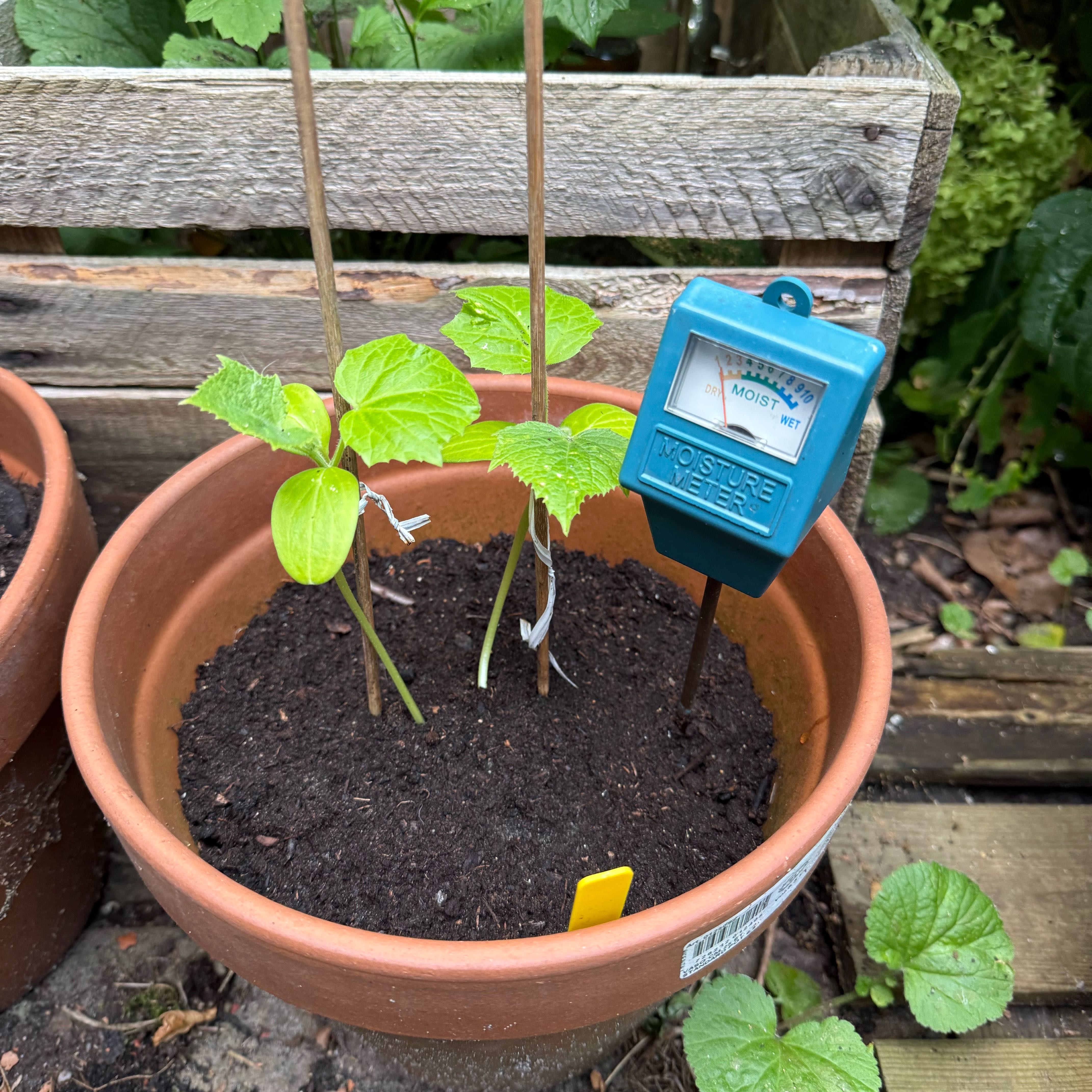 Photo of the plant species Cucumber by @GoodyLilac40 named Maya on Greg, the plant care app