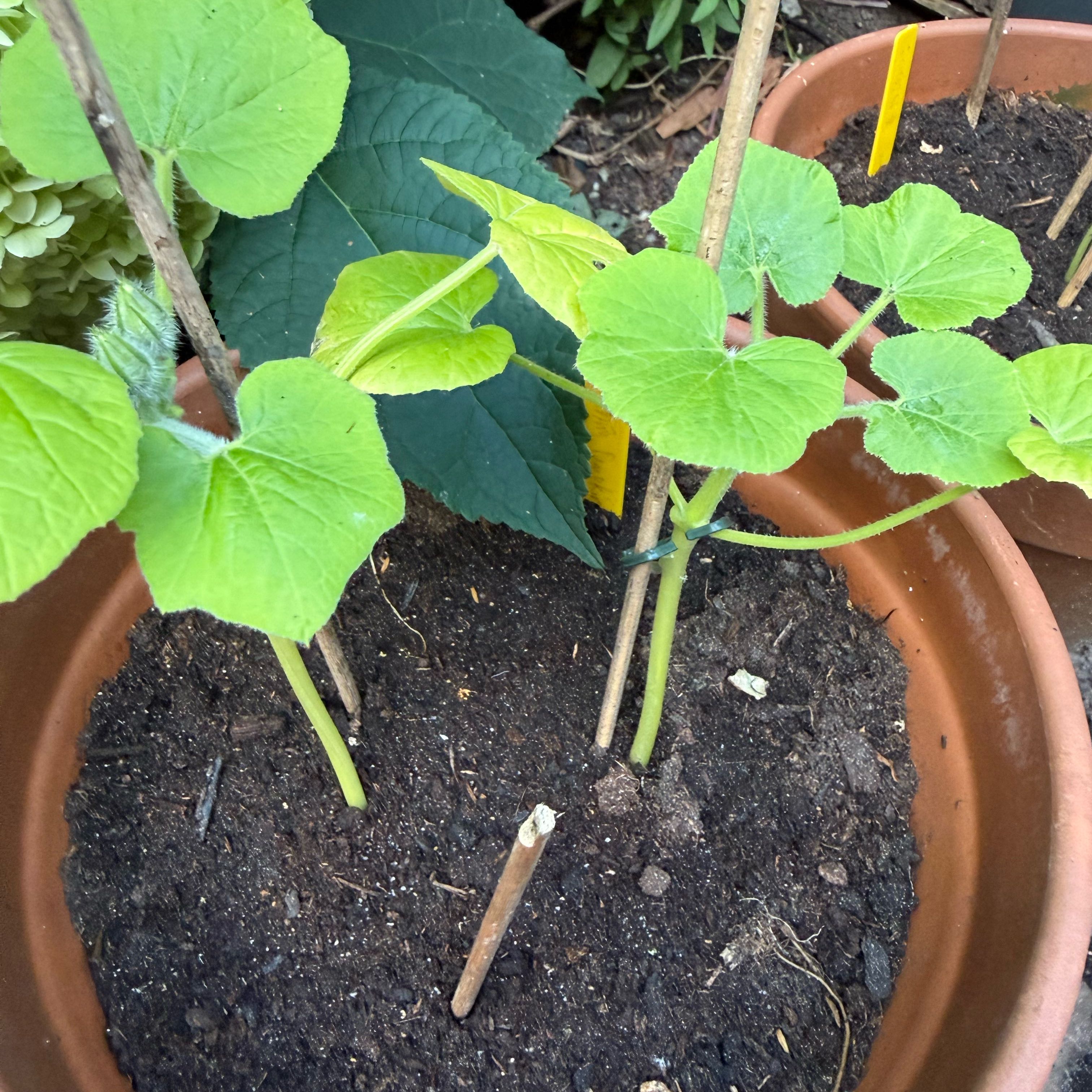 Photo of the plant species Cucumber by @GoodyLilac40 named Gaga on Greg, the plant care app