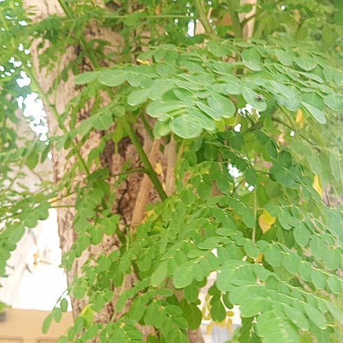 Photo of the plant species Horseradish Tree by @SirAlfalfa77 named Wall-E on Greg, the plant care app