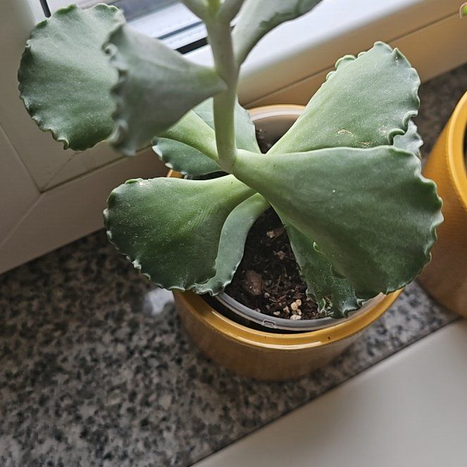 Photo of the plant species Cotyledon undulata by @FastApiastrum94 named Nr. 4 on Greg, the plant care app