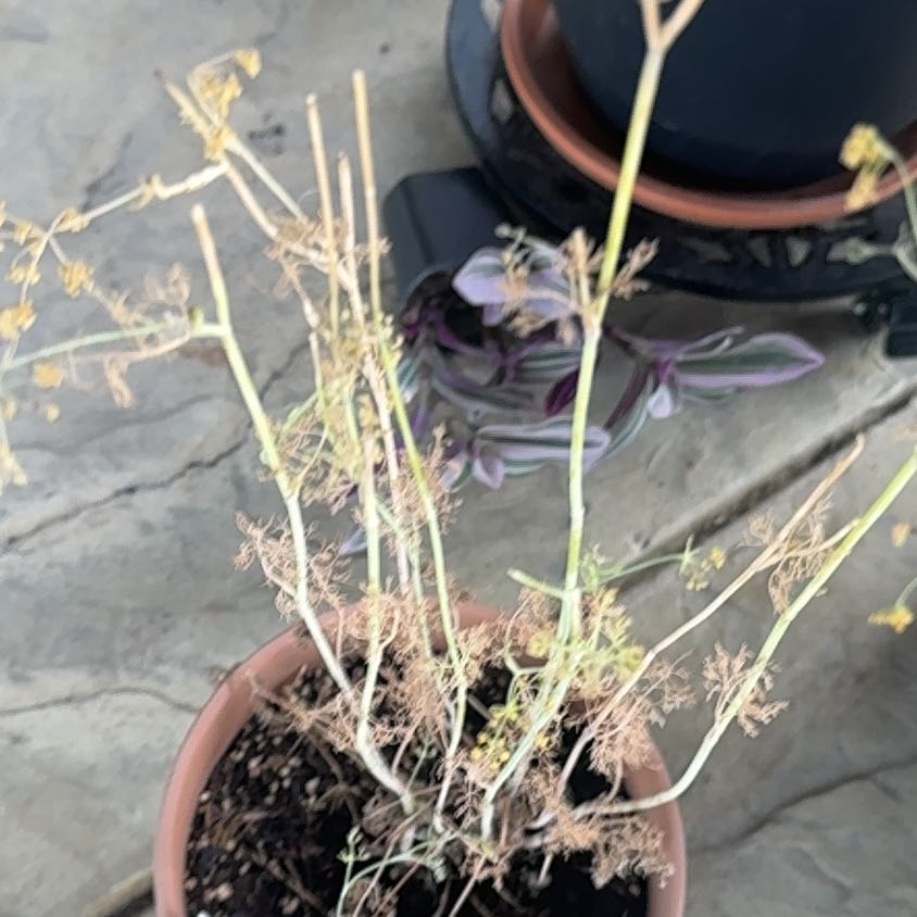 Photo of the plant species Dill by @SprightlySalad named Lola on Greg, the plant care app