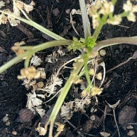 Photo of the plant species Curly Parsley by @SprightlySalad named Anne on Greg, the plant care app
