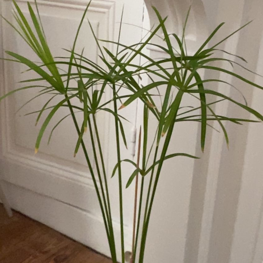 Photo of the plant species Cyperus Alternifolius by @ZealfulBibi81 named Cleopatra on Greg, the plant care app