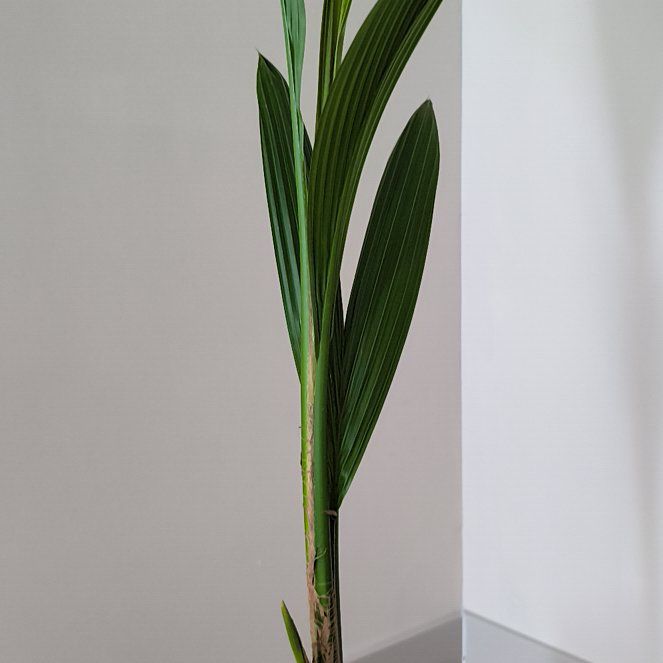 Photo of the plant species Cocoanut by @BigGreydragon55 named Ulysses S Plant on Greg, the plant care app