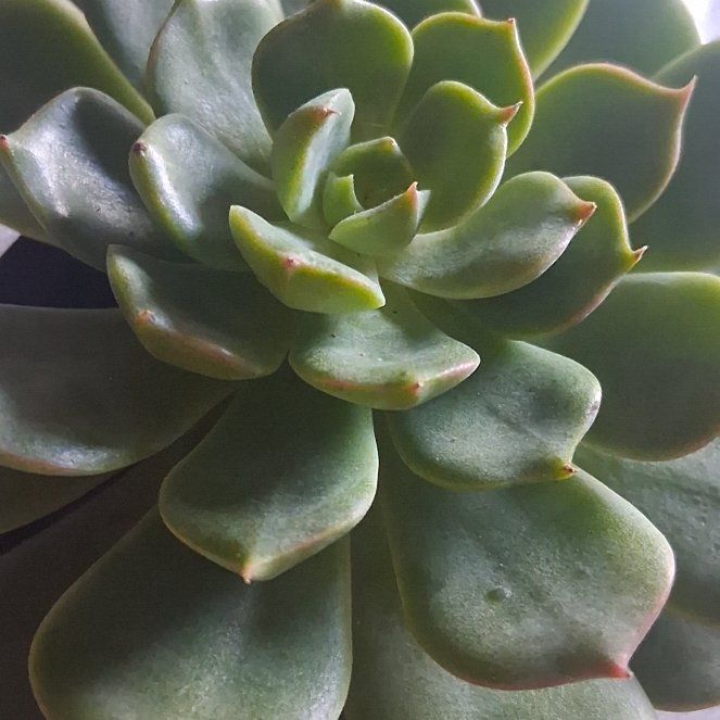 Photo of the plant species Elfstone by @TycoonChilli77 named Rainier on Greg, the plant care app