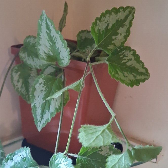 Photo of the plant species Aluminium Plant by @YokeRedcap53 named Zack on Greg, the plant care app