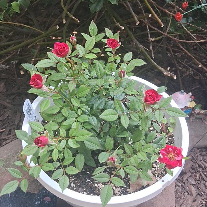 Photo of the plant species Mini Rose by @YokeRedcap53 named Xan on Greg, the plant care app