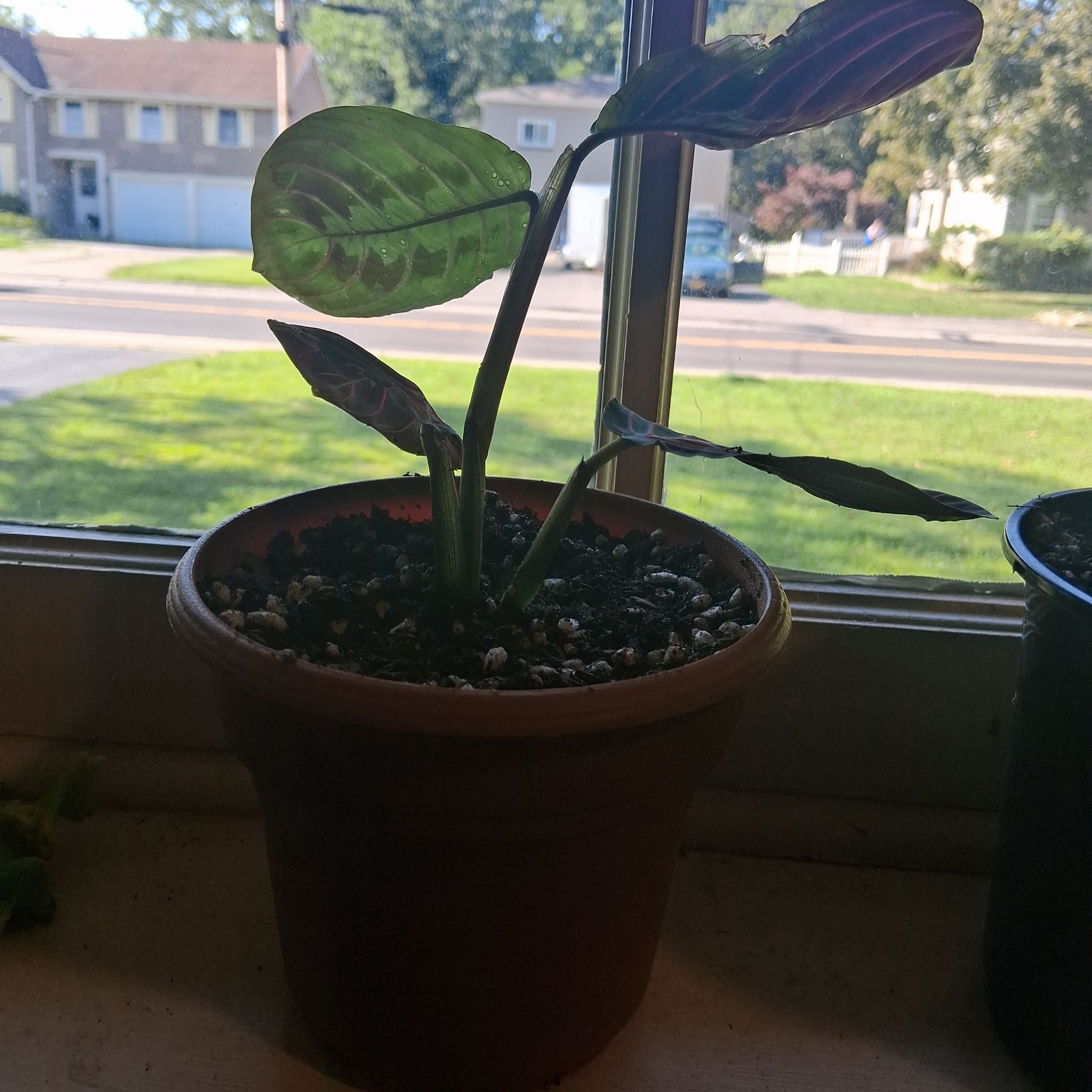 Photo of the plant species Red prayer plant by @YokeRedcap53 named Cleopatra on Greg, the plant care app