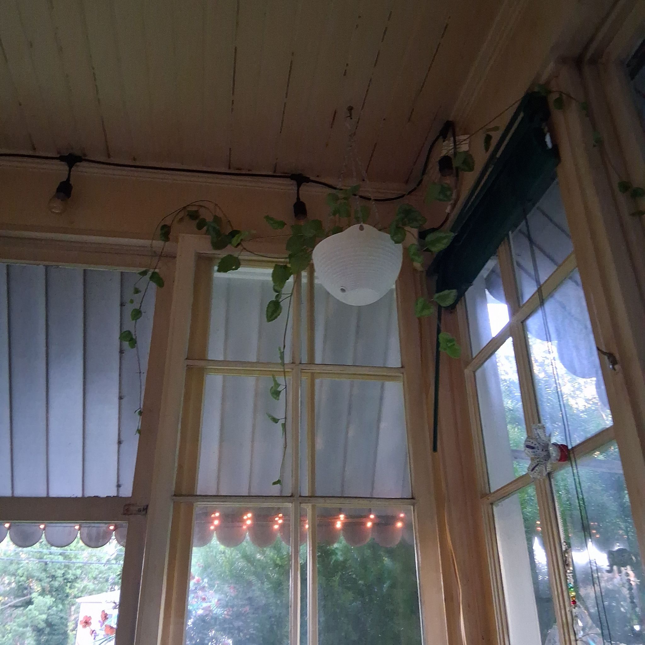 Photo of the plant species Aluminium Plant by @YokeRedcap53 named Achilles on Greg, the plant care app