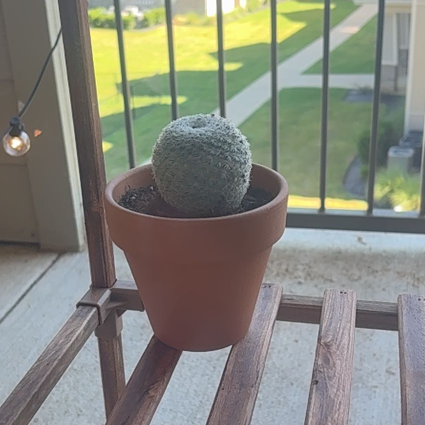 Photo of the plant species Button Cactus by @ProShadbush98 named Gomez on Greg, the plant care app