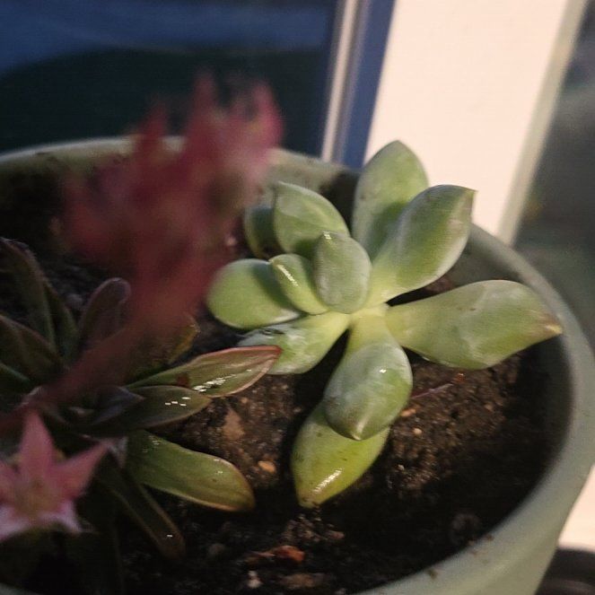Photo of the plant species Pachyphytum 'Moon Silver' by @axellikeplants named Kylie on Greg, the plant care app