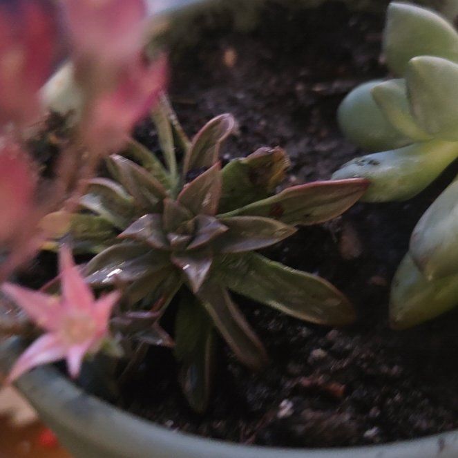 Photo of the plant species Graptoveria 'April Dawn' by @axellikeplants named David on Greg, the plant care app