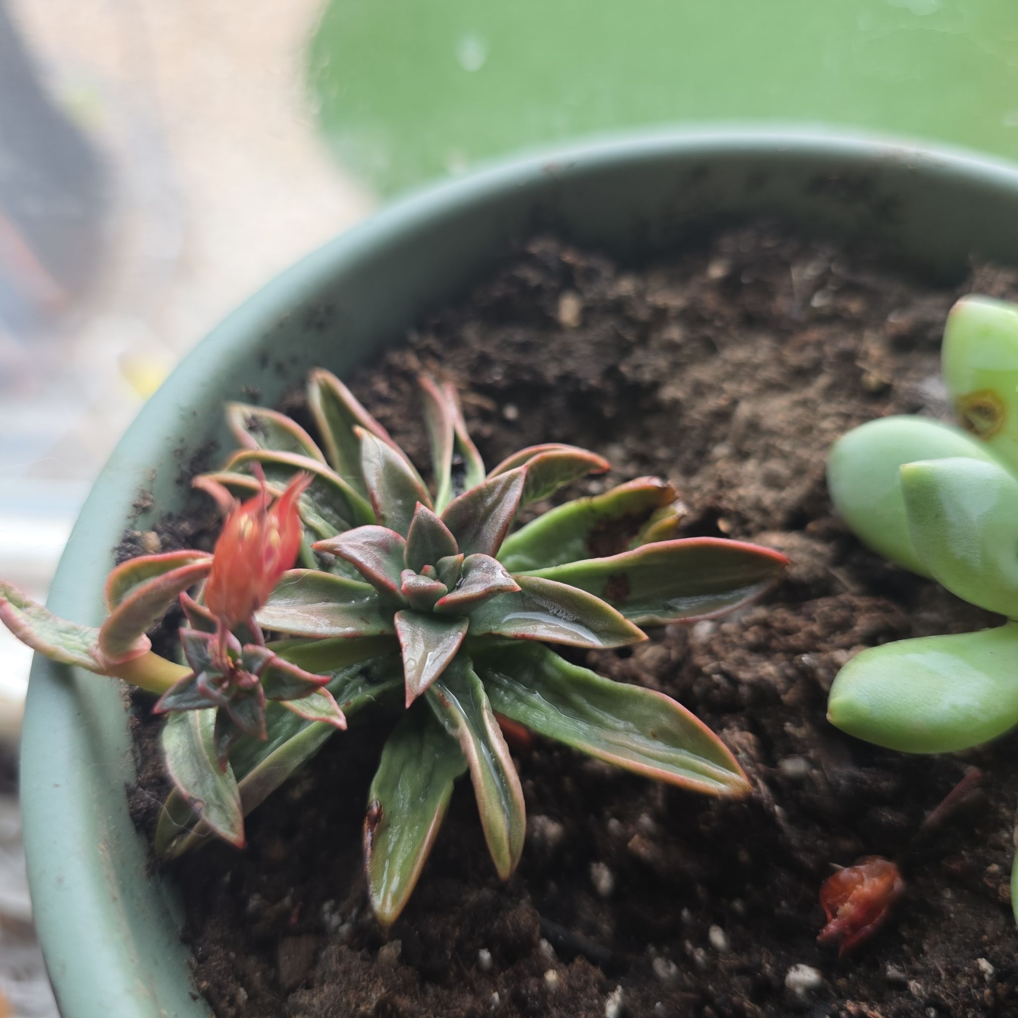 Photo of the plant species Pachyphytum 'Moon Silver' by @axellikeplants named Kylie on Greg, the plant care app