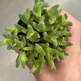 Photo of the plant species Disphyma by @YesFicus30 named Vaminee2 on Greg, the plant care app
