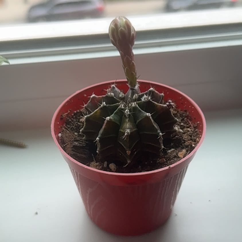 Photo of the plant species Variegated Moon Cactus by @NiceWaxivy25 named Stella on Greg, the plant care app