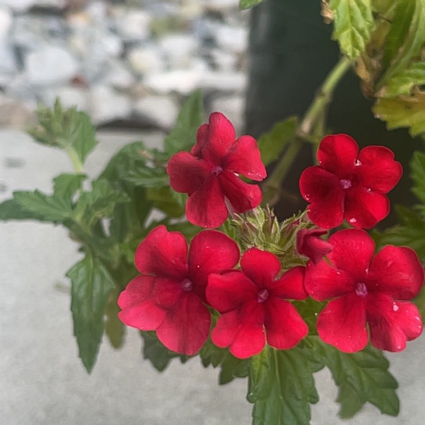 Photo of the plant species Slender Vervain by @PoetArugula48 named Surya on Greg, the plant care app