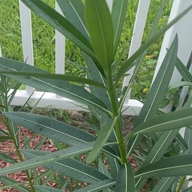 Photo of the plant species Oleander by @PoetArugula48 named Khaleesi on Greg, the plant care app