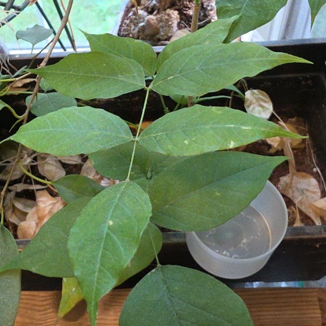 Photo of the plant species American Wisteria by @AceSquash95 named Keanu Leaves on Greg, the plant care app
