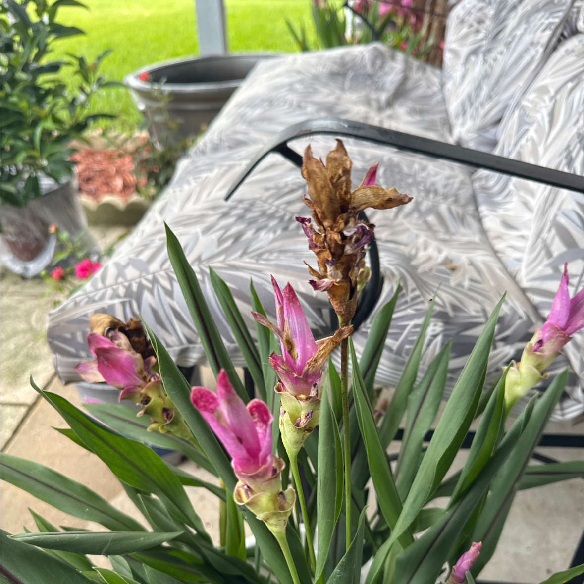 Photo of the plant species Siam tulip by @Staten1957 named Harper on Greg, the plant care app