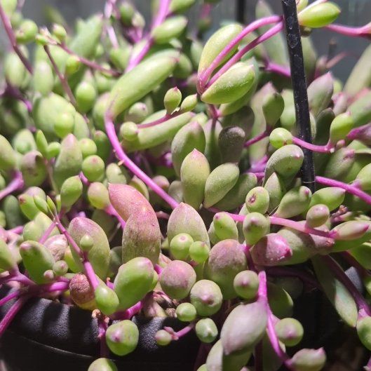 Photo of the plant species String of Rubies by @PrimoKohekohe48 named Kendall on Greg, the plant care app