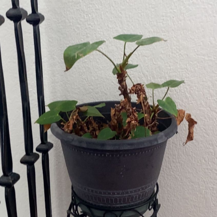 Photo of the plant species Flamingo Flower by @NewCocoplum31 named Scarlett on Greg, the plant care app