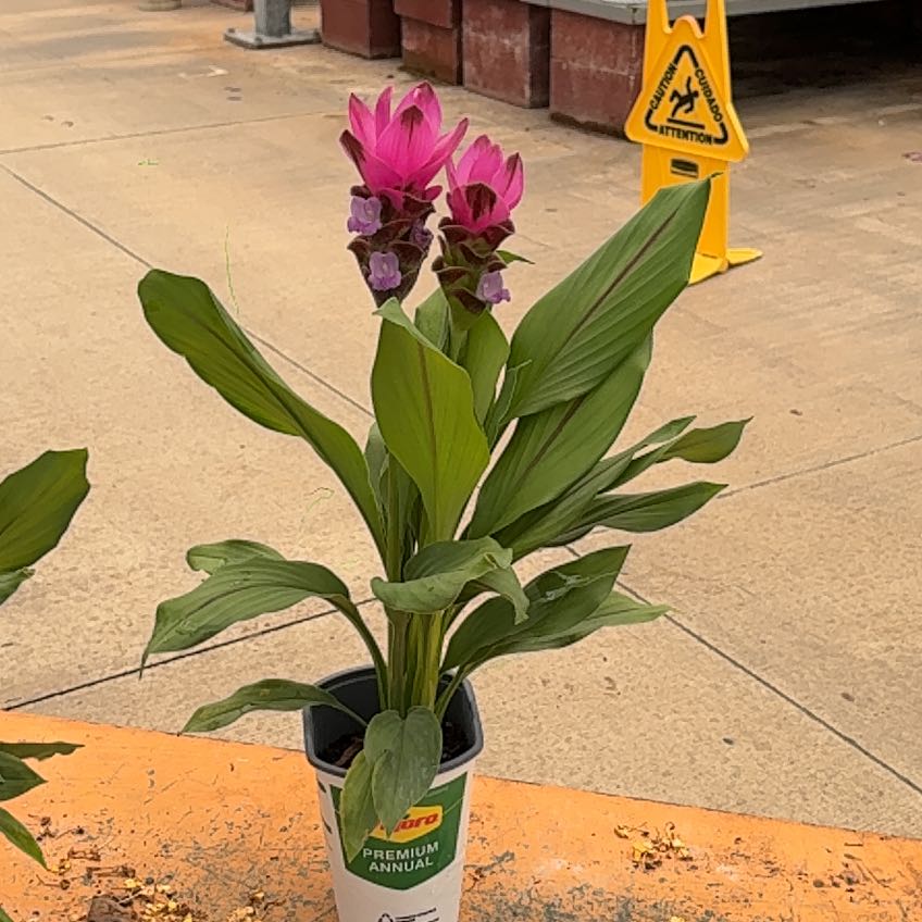 Photo of the plant species Curcuma 'Curleno' by @Supersonic named Blaze on Greg, the plant care app