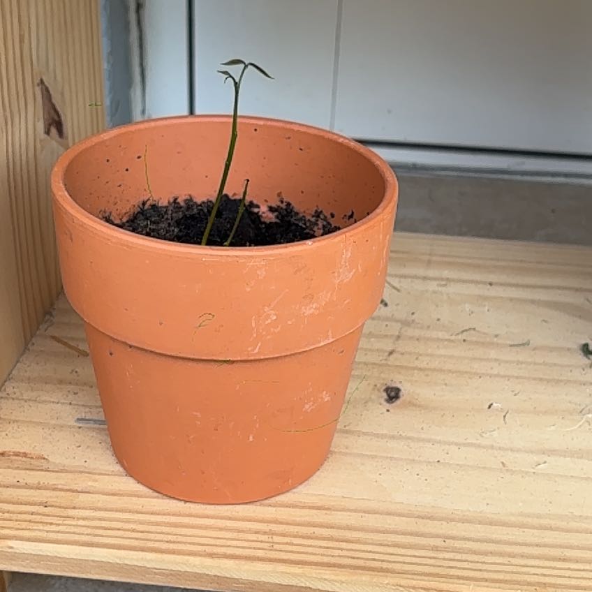 Photo of the plant species Lychee by @Supersonic named Sherlock on Greg, the plant care app